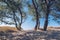 Deciduous trees on the beach, sandy dunes coast. Pathway in the sand through the trees, peninsular stretch of land. Baltic Sea,