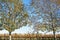 Deciduous trees frame view through to vineyards