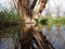 Deciduous trees gnawed by beavers photographed directly on the water surface