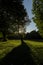 deciduous trees in the park in the autumn sunny dawn