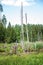 Deciduous trees in a swamp surrounded by forest