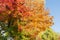 Deciduous trees with varicolored autumn leaves against the sky