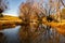 deciduous willow tree reflections at beautiful calm Lake Alexandrina