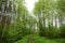 Deciduous young birch forest trees. Road. Green grass. The sky