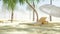 Deckchair on sunny beach and palms. Spa, resort concept. Realistic 4K animation.