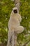 Decken\'s Sifaka