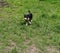 Decker rat terrier puppy running in the grass on a sunny day