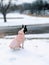 Decker rat terrier puppy sitting in the snow by the toad