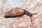 Decollate snail, Rumina decollata, moving on a rock on a sunny day