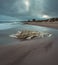 Decomposed beached whale backbone with moving water and dramatic clouds.