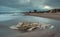 Decomposed beached whale bones with water and reflections.