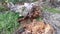 Decomposed oil palm tree trunk lying on the meadow