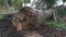 Decomposed oil palm tree trunk lying on the meadow