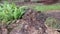 Decomposed oil palm tree trunk lying on the meadow