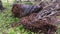 Decomposed oil palm tree trunk lying on the meadow