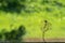 A decomposed tree leaf and a cobweb against a green unfocused background