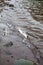 Decomposing dead chum salmon line the riverbank in the fall as they run up stream to spawn in the Squamish River