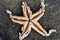 Decomposing dead sand sea star