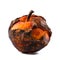 Decomposing Rotten Peach Unhealthy Eating Concept in Spoiled Fruit, Mold Growth, Generative Ai