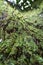 Decomposing tree bark covered by green moss