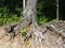 Decomposing tree with roots exposed