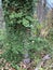 Decomposing Tree Trunk Covered in Vines in Autumn