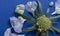 A deconstructed Scabiosa pincushion flower