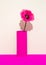 Decor flowers Poppy in vase. Still life minimalist scene. Bloom, Spring,summer, greeting card, invitation concept