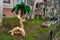 Decor garden in the courtyard of an apartment building in a provincial city - giraffe from car tires and plywood and palm tree