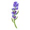 Decor lavender icon, cartoon style