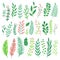 Decor leaves. Green plant leaf, ferns greenery and floral natural fern leaves isolated vector set