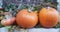 Decor with pumpkin. Halloween decorations. Autumn pumpkin outdoor decor. Different color and size pumpkin decor on outdoor market,