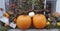 Decor with pumpkin. Halloween decorations. Autumn pumpkin outdoor decor. Different color and size pumpkin decor on outdoor market,