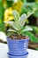 Decora Tree, Indian Rubber Tree or Rubber Plant or Variegated Indian Rubber