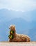 Decorated Alpaca with mountains in the background