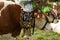 Decorated Alpine Cows, Tirol, Austria