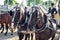 Decorated Andalusian black horses at the April Fair, Seville Fair Feria de Sevilla.