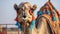 Decorated Arabian camel for a tourist camel ride