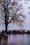 Decorated bare tree in Tallinn, Estonia