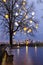 Decorated bare tree in Tallinn, Estonia