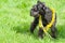 Decorated Black Miniature Schnauzer Dog