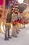 Decorated camel at Desert Festival in Jaisalmer, India. Camel`s feet close up