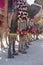 Decorated camel at Desert Festival in Jaisalmer, Rajasthan, India. Camel`s feet