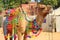 Decorated camel during festival in Pushkar India