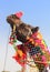 Decorated camel during festival in Pushkar India