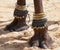 Decorated camel foot