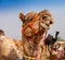 Decorated camel at the Pushkar fair - India