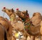 Decorated camel at the Pushkar fair - India