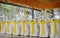 Decorated chairs on a celebratory banquet in yellow