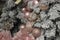 Decorated Christmas tree in rsot pink and dusty rose colors. New Year scene. Close-up
